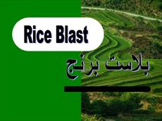 پاورپوینت بیماری بلاست برنج (Rice Blast)-علائم و پیشگیری