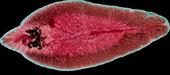 تصاویر با کیفیت میکروسکوپی انگل شناسی کرم های پهن دامپزشکی